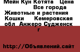 Мейн Кун Котята › Цена ­ 15 000 - Все города Животные и растения » Кошки   . Кемеровская обл.,Анжеро-Судженск г.